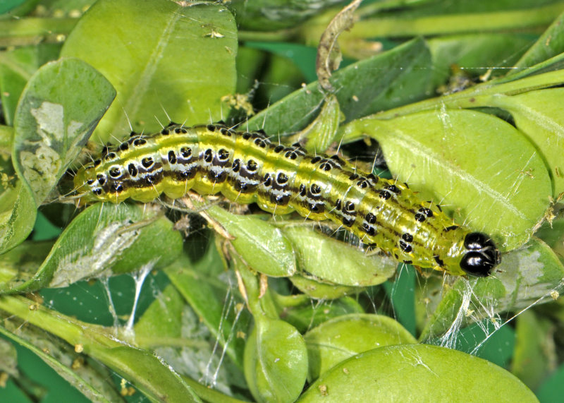 Buchsbaumzünsler Raupe (© Schrameyer)